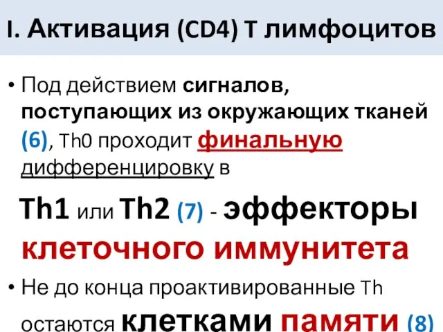 Под действием сигналов, поступающих из окружающих тканей (6), Th0 проходит финальную