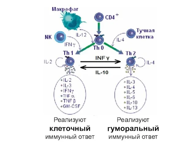 Реализуют клеточный иммунный ответ Реализуют гуморальный иммунный ответ