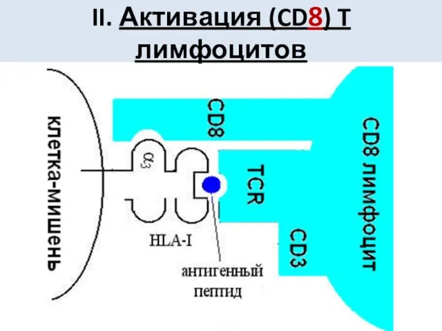 II. Активация (CD8) T лимфоцитов