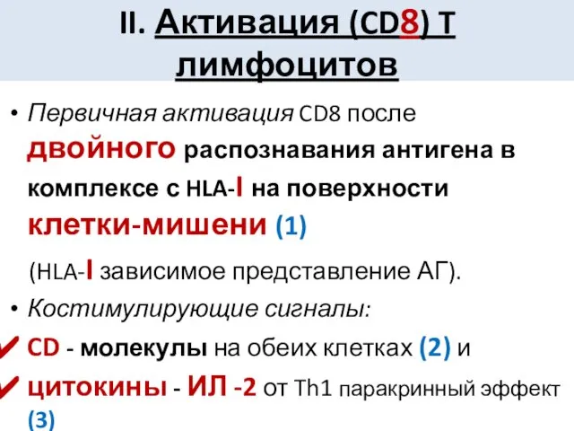 II. Активация (CD8) T лимфоцитов Первичная активация CD8 после двойного распознавания