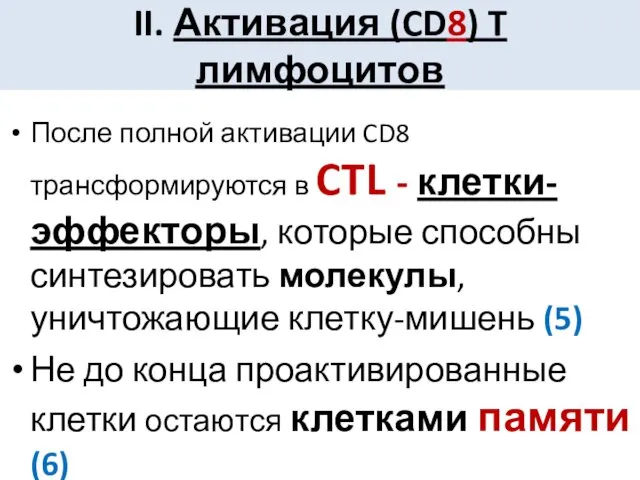 После полной активации CD8 трансформируются в CTL - клетки-эффекторы, которые способны