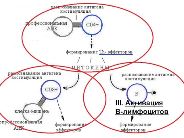 III. Активация В-лимфоцитов