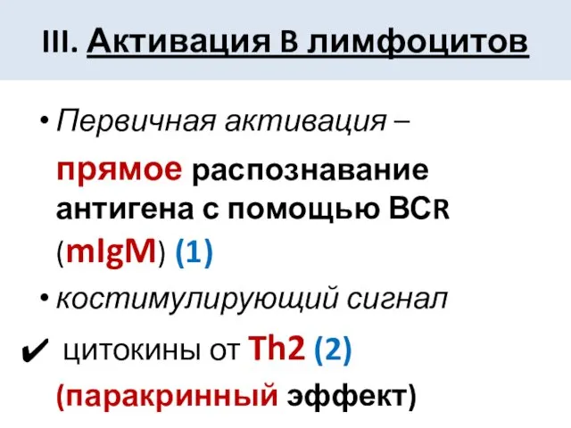 III. Активация B лимфоцитов Первичная активация – прямое распознавание антигена с