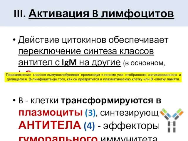 Действие цитокинов обеспечивает переключение синтеза классов антител с IgM на другие