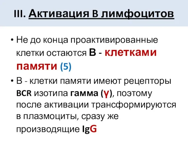 Не до конца проактивированные клетки остаются В - клетками памяти (5)