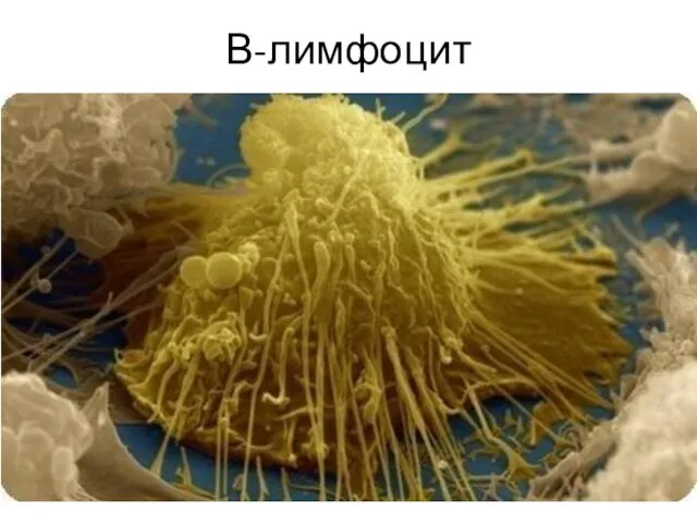 В-лимфоцит