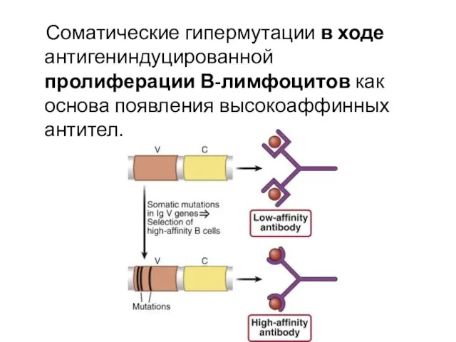 Соматические гипермутации в ходе антигениндуцированной пролиферации В-лимфоцитов как основа появления высокоаффинных антител.