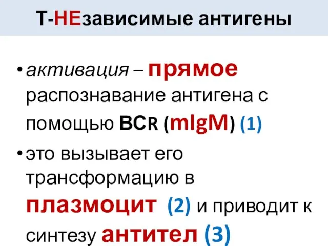 Т-НЕзависимые антигены активация – прямое распознавание антигена с помощью ВСR (mIgM)