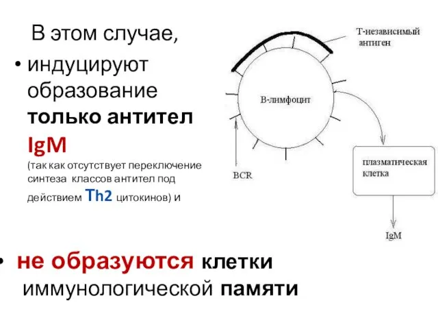 В этом случае, индуцируют образование только антител IgM (так как отсутствует