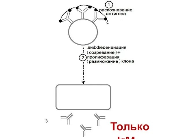 Только IgM 3