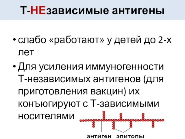 слабо «работают» у детей до 2-х лет Для усиления иммуногенности Т-независимых