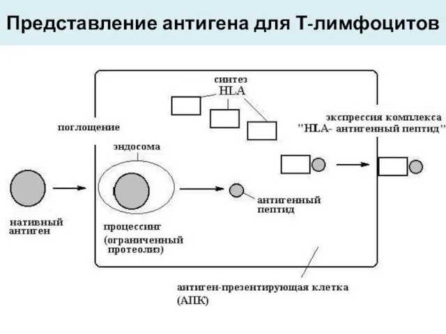 Представление антигена для Т-лимфоцитов