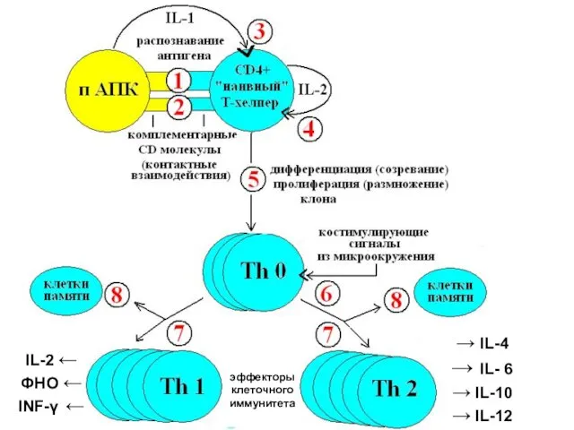 эффекторы клеточного иммунитета IL-2 ← ФНО ← INF-γ ← → IL-4