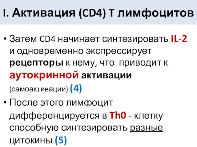 Затем CD4 начинает синтезировать IL-2 и одновременно экспрессирует рецепторы к нему,