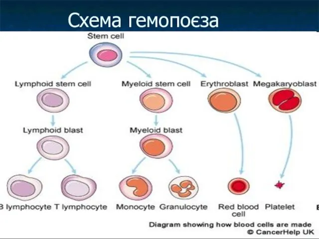 Схема гемопоєза