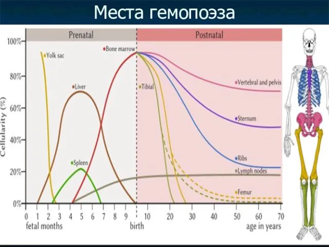 Места гемопоэза