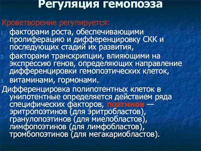 Регуляция гемопоэза Кроветворение регулируется: факторами роста, обеспечивающими пролиферацию и дифференцировку СКК