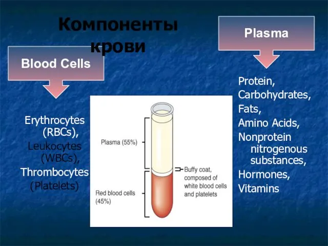 Blood Cells Компоненты крови Erythrocytes (RBCs), Leukocytes (WBCs), Thrombocytes (Platelets) Protein,