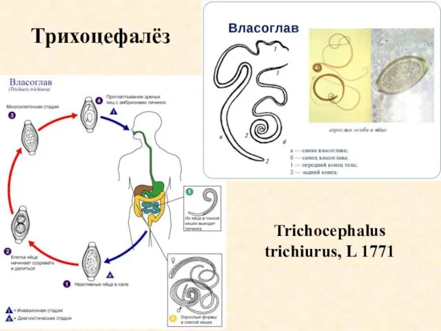 Трихоцефалёз Trichocephalus trichiurus, L 1771