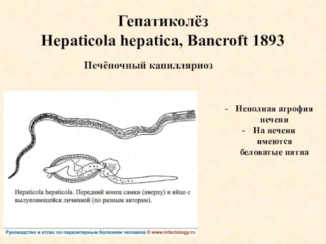 Гепатиколёз Hepaticola hepatica, Bancroft 1893 Печёночный капилляриоз Неполная атрофия печени На печени имеются беловатые пятна