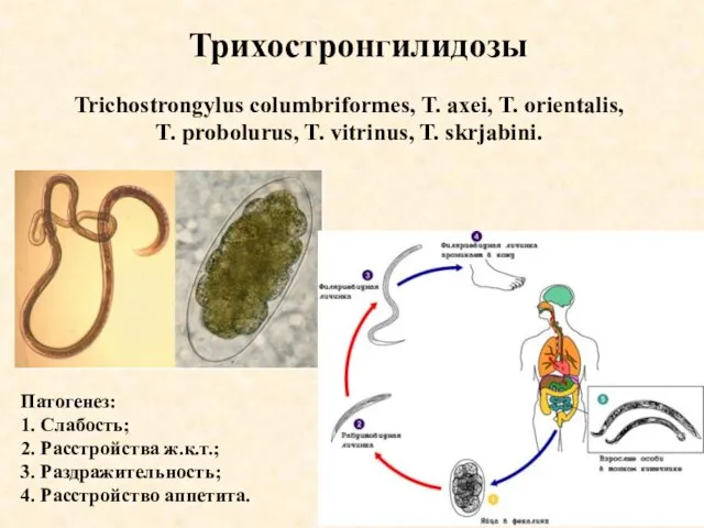 Трихостронгилидозы Trichostrongylus columbriformes, T. axei, T. orientalis, T. probolurus, T. vitrinus,