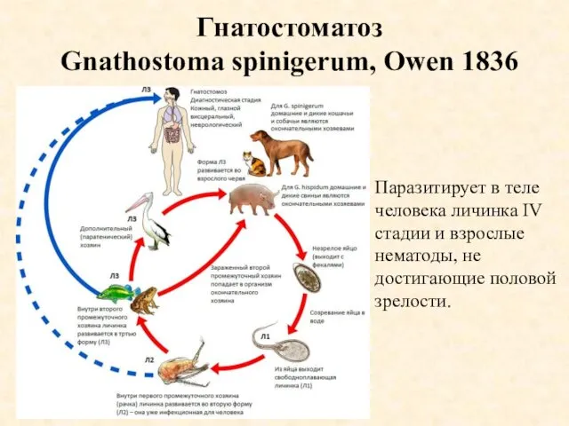 Гнатостоматоз Gnathostoma spinigerum, Owen 1836 Паразитирует в теле человека личинка IV