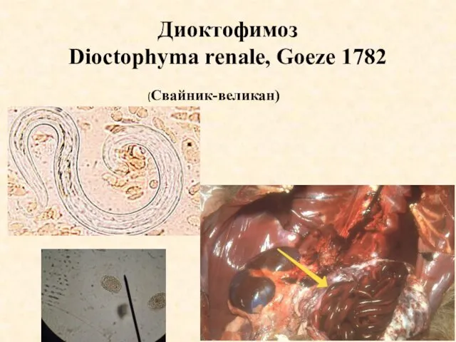 Диоктофимоз Dioctophyma renale, Goeze 1782 (Свайник-великан)