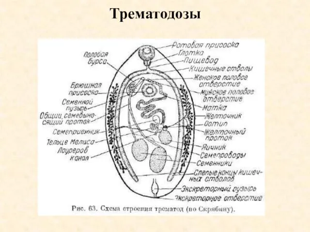 Трематодозы