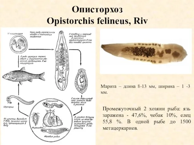 Описторхоз Opistorchis felineus, Riv Промежуточный 2 хозяин рыба: язь заражена -