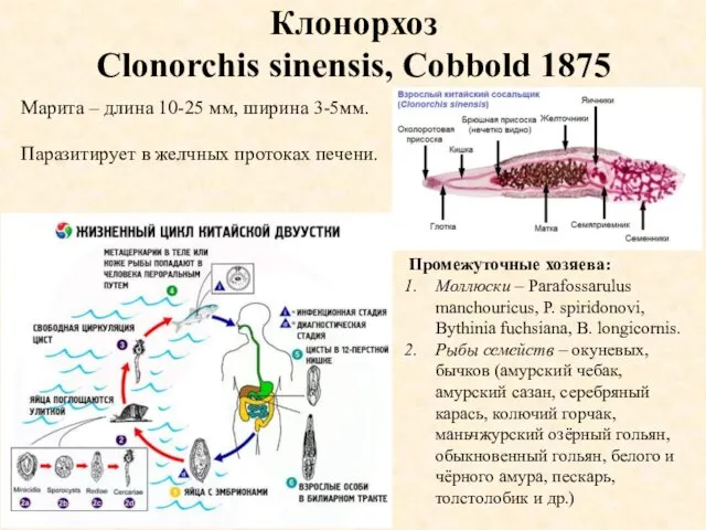 Клонорхоз Clonorchis sinensis, Cobbold 1875 Промежуточные хозяева: Моллюски – Parafossarulus manchouricus,