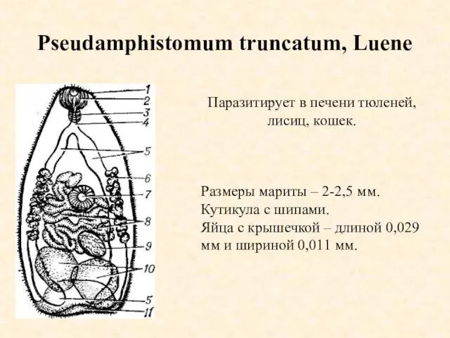 Pseudamphistomum truncatum, Luene Паразитирует в печени тюленей, лисиц, кошек. Размеры мариты