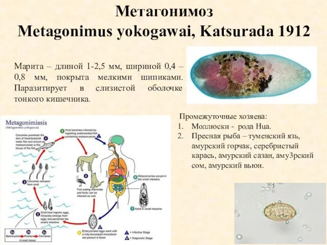 Метагонимоз Metagonimus yokogawai, Katsurada 1912 Марита – длиной 1-2,5 мм, шириной