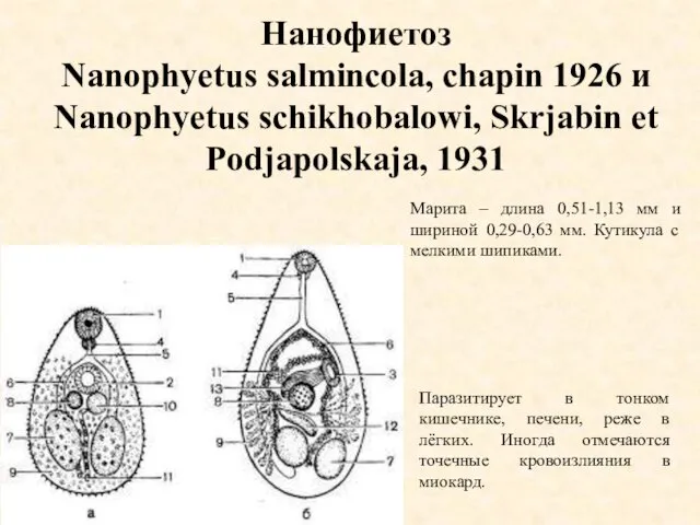 Нанофиетоз Nanophyetus salmincola, chapin 1926 и Nanophyetus schikhobalowi, Skrjabin et Podjapolskaja,