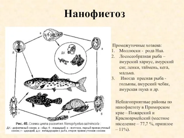 Нанофиетоз Промежуточные хозяева: Моллюски - рода Hua. Лососеобразная рыба – амурский