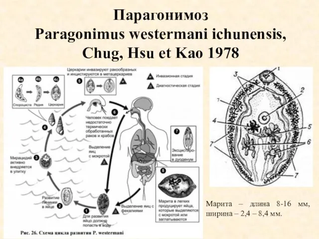 Парагонимоз Paragonimus westermani ichunensis, Chug, Hsu et Kao 1978 Марита –