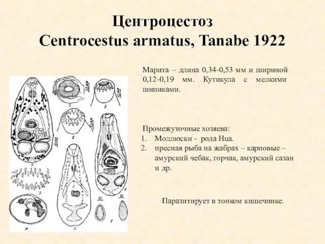 Центроцестоз Centrocestus armatus, Tanabe 1922 Марита – длина 0,34-0,53 мм и