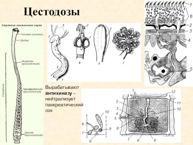 Цестодозы Вырабатывают антикиназу – нейтрализует панкреатический сок
