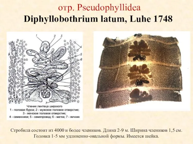 отр. Pseudophyllidea Diphyllobothrium latum, Luhe 1748 Стробила состоит из 4000 и