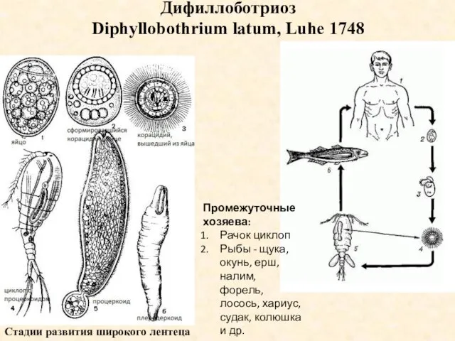 Дифиллоботриоз Diphyllobothrium latum, Luhe 1748 Стадии развития широкого лентеца Промежуточные хозяева: