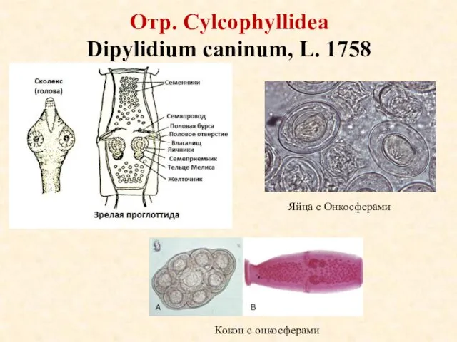 Отр. Cylcophyllidea Dipylidium caninum, L. 1758 Кокон с онкосферами Яйца с Онкосферами