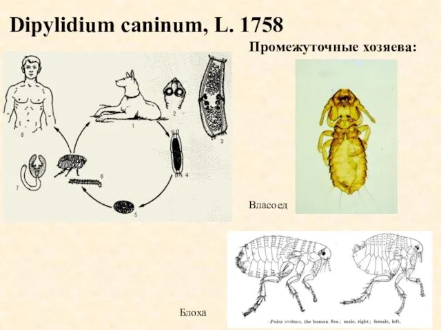 Dipylidium caninum, L. 1758 Промежуточные хозяева: Власоед Блоха