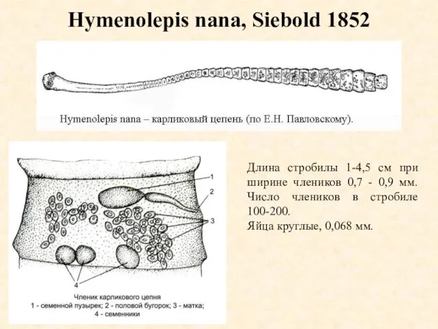 Hymenolepis nana, Siebold 1852 Длина стробилы 1-4,5 см при ширине члеников