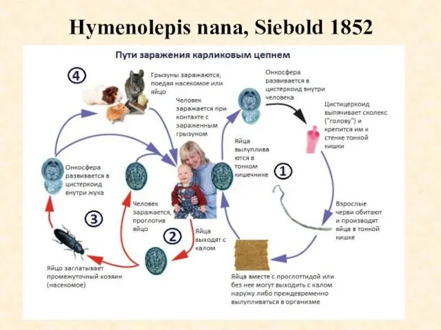 Hymenolepis nana, Siebold 1852