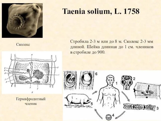 Taenia solium, L. 1758 Сколекс Стробила 2-3 м или до 8