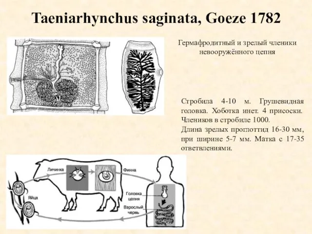 Taeniarhynchus saginata, Goeze 1782 Гермафродитный и зрелый членики невооружённого цепня Стробила