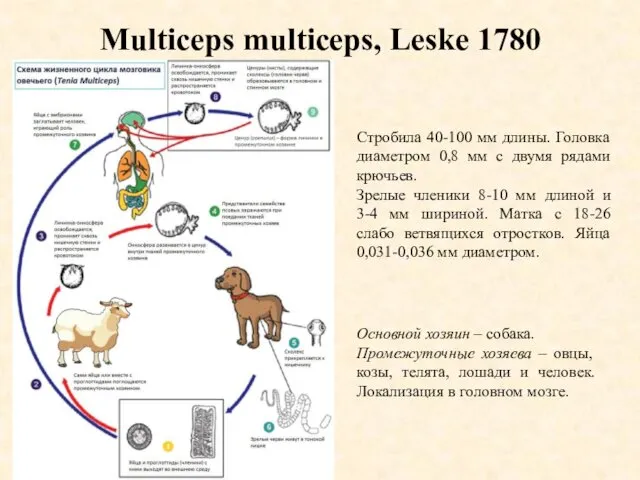 Multiceps multiceps, Leske 1780 Стробила 40-100 мм длины. Головка диаметром 0,8