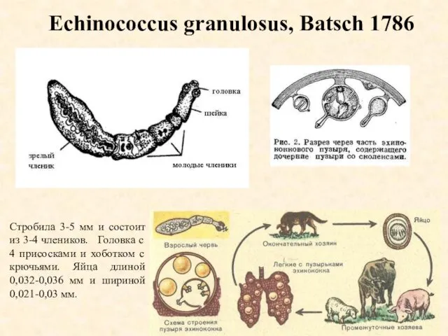 Echinococcus granulosus, Batsch 1786 Стробила 3-5 мм и состоит из 3-4