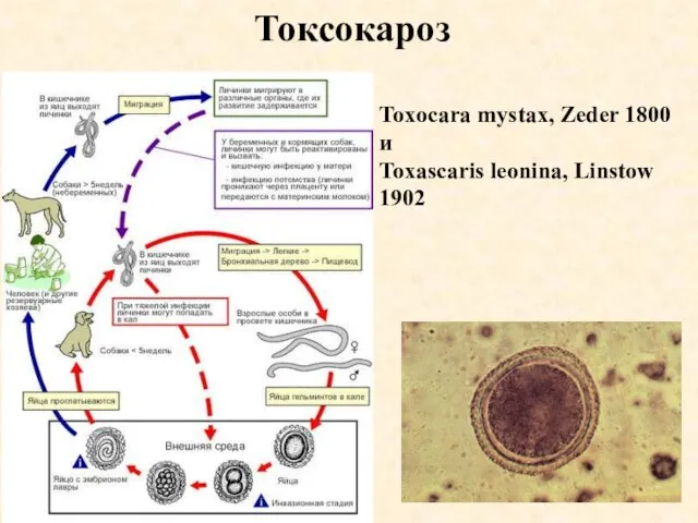 Токсокароз Toxocara mystax, Zeder 1800 и Toxascaris leonina, Linstow 1902