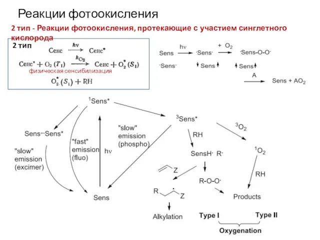 физическая сенсибилизация 2 тип 2 тип - Реакции фотоокисления, протекающие с участием синглетного кислорода Реакции фотоокисления