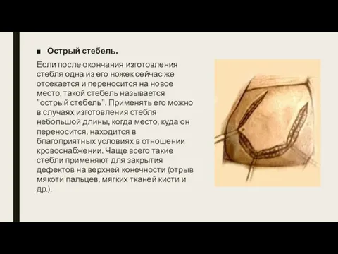 Острый стебель. Если после окончания изготовления стебля одна из его ножек